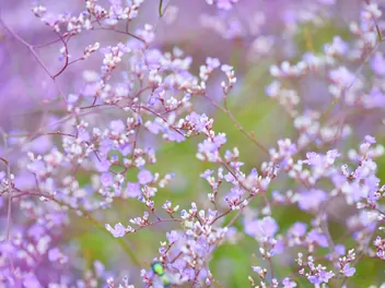 Zdjęcie ilustrujące zatrwian szerokolistny