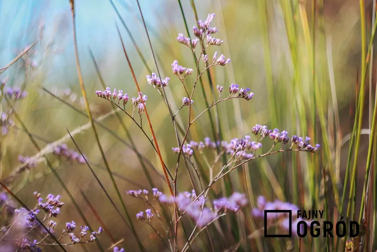 Zatrwian szerokolistny