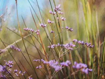 Zatrwian szerokolistny - zdjęcie 2