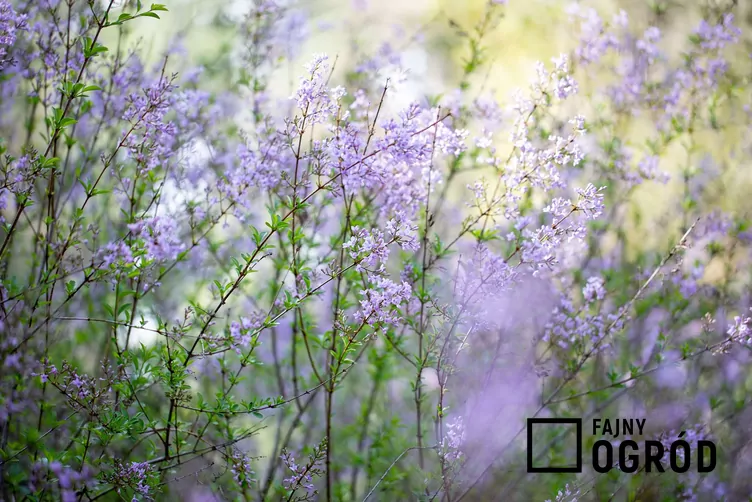 Zatrwian szerokolistny