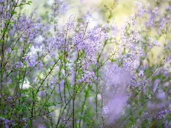 Zatrwian szerokolistny - zdjęcie 3