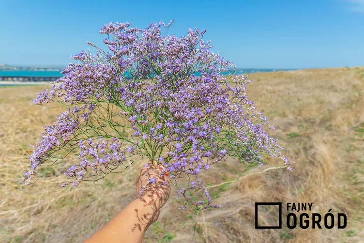 Zatrwian szerokolistny