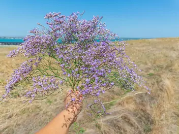 Zatrwian szerokolistny - zdjęcie 4