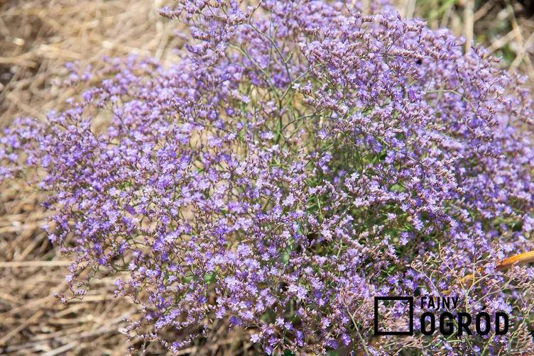 Zatrwian szerokolistny - zdjęcie 5