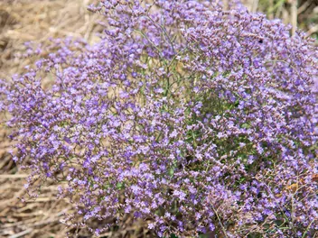 Zatrwian szerokolistny - zdjęcie 5