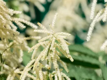 Tawułka Thunberga - zdjęcie 2