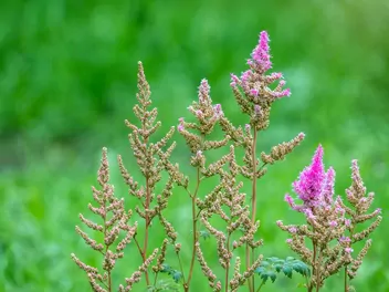 Tawułka Thunberga - zdjęcie 4