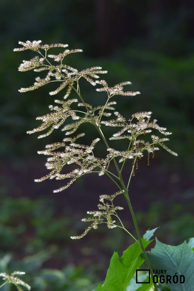 Tawułka Thunberga - zdjęcie 5