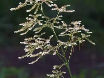 Tawułka Thunberga - zdjęcie 5