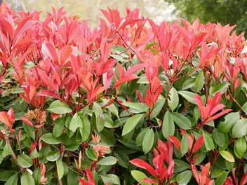 Głogownik Frasera - zdjęcie 3