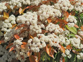 Głogownik Frasera - zdjęcie 4