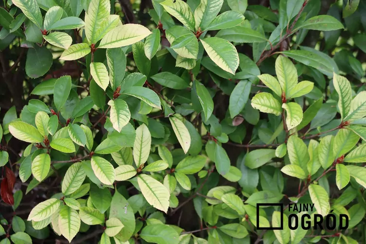 Głogownik Frasera - zdjęcie 5 Głogownik Frasera - zdjęcie 5