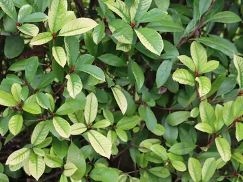 Głogownik Frasera - zdjęcie 5