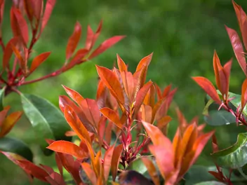 Ilustracja rośliny głogownik frasera