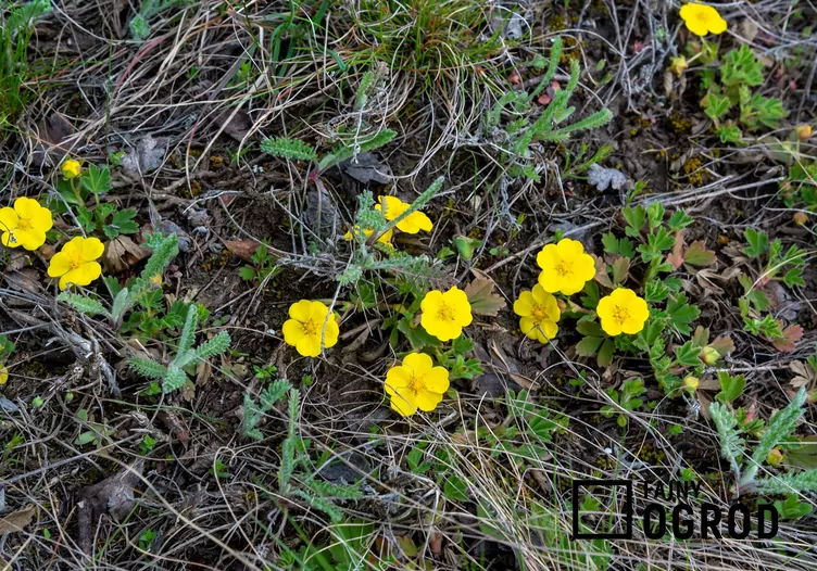 Pięciornik rozłogowy
