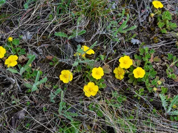Ilustracja rośliny pięciornik rozłogowy