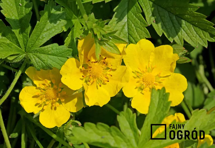 Pięciornik rozłogowy