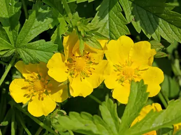 Pięciornik rozłogowy - zdjęcie 2