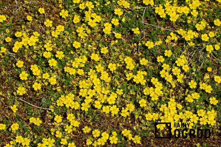 Pięciornik rozłogowy