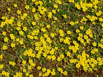 Pięciornik rozłogowy - zdjęcie 3