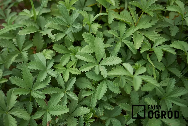 Pięciornik rozłogowy