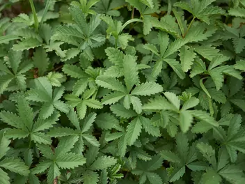 Pięciornik rozłogowy - zdjęcie 4