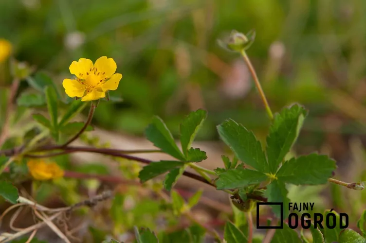 Pięciornik rozłogowy - zdjęcie 5