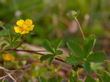 Pięciornik rozłogowy - zdjęcie 5