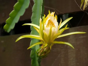 Ilustracja rośliny czerwona pitaja