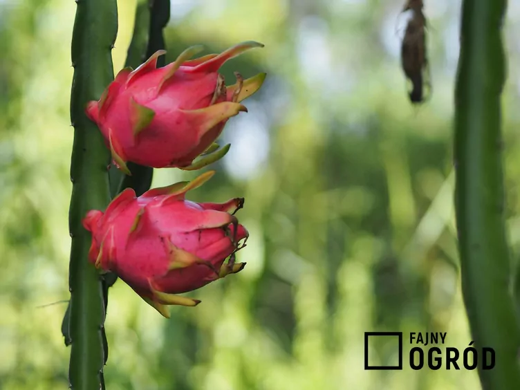 Smoczy owoc Smoczy owoc