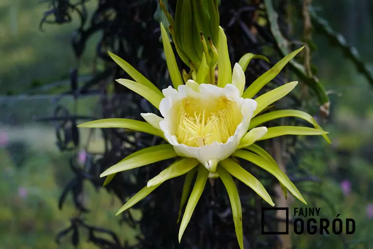 Czerwona pitaja Czerwona pitaja