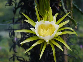 Czerwona pitaja - zdjęcie 4