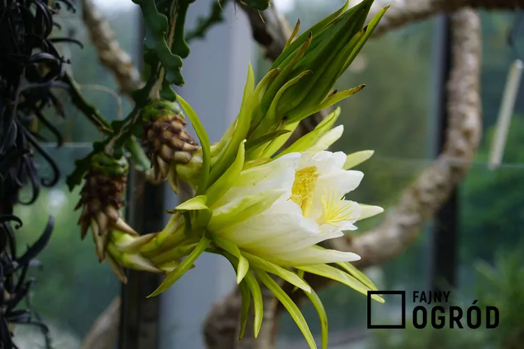 Czerwona pitaja - zdjęcie 5 Czerwona pitaja - zdjęcie 5