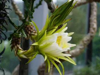 Czerwona pitaja - zdjęcie 5