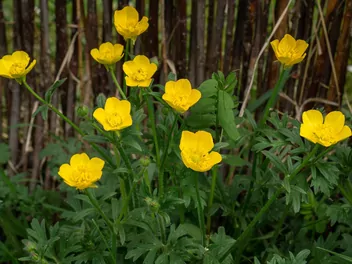 Jaskier bulwkowy - zdjęcie 2