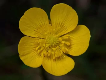 Jaskier bulwkowy - zdjęcie 3