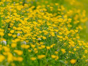 Jaskier bulwkowy - zdjęcie 4