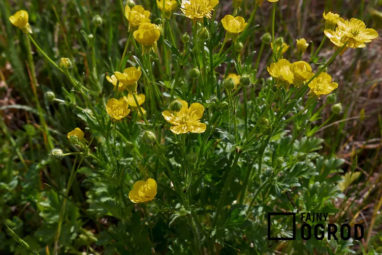 Jaskier bulwkowy - zdjęcie 5