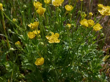 Jaskier bulwkowy - zdjęcie 5