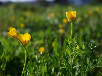 Ilustracja rośliny jaskier bulwkowy