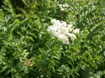 Ilustracja rośliny wiązówka bulwkowa