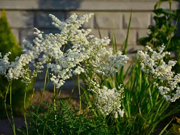 Wiązówka bulwkowa - zdjęcie 3