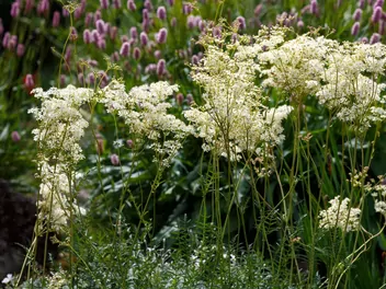 Wiązówka bulwkowa - zdjęcie 4