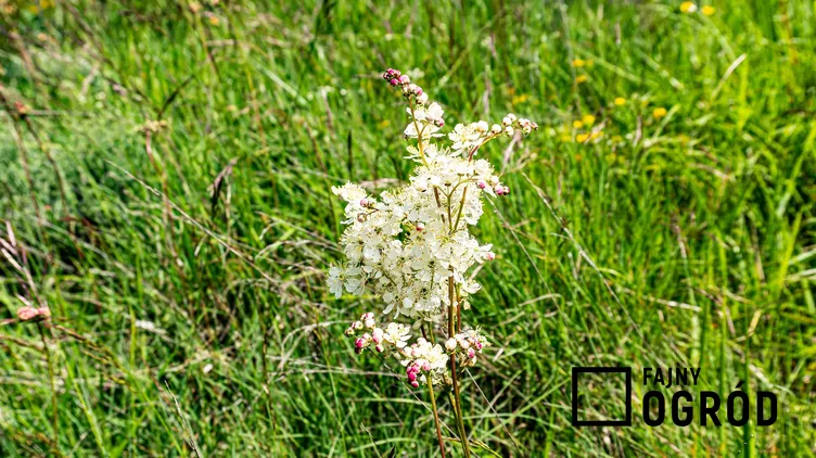 Wiązówka bulwkowa - zdjęcie 5