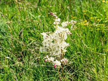Wiązówka bulwkowa - zdjęcie 5