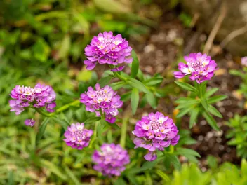 Ilustracja rośliny ubiorek okółkowy