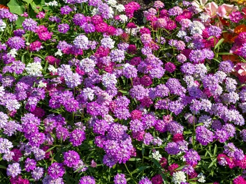 Ubiorek okółkowy - zdjęcie 2