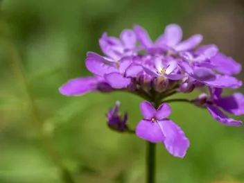 Ubiorek okółkowy - zdjęcie 3