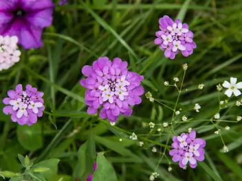 Ubiorek okółkowy - zdjęcie 4