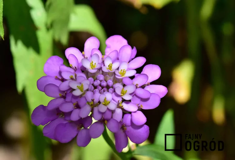 Ubiorek okółkowy - zdjęcie 5